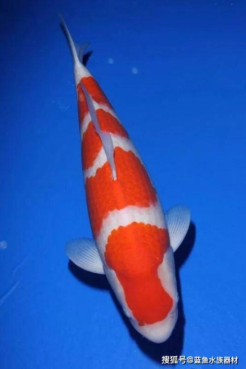 极品锦鲤的基础四要素