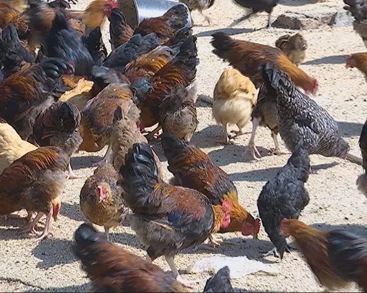 惠来葵潭圆墩村村民 黄海仲:一撒鸡食鸡就来吃了,我一走过来它们就