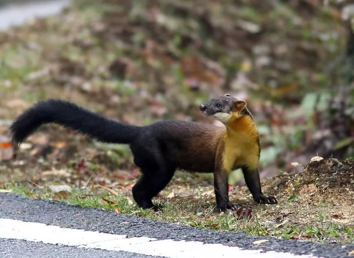 在东北你可以看到最社会的一种貂