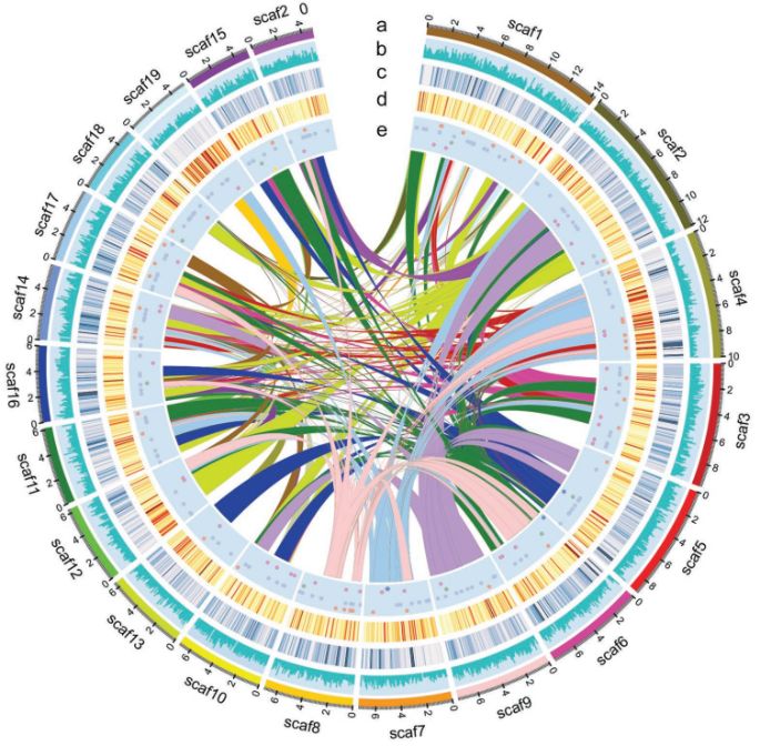 advancedscience共同一作单细胞轮藻基因组解析陆生植物起源