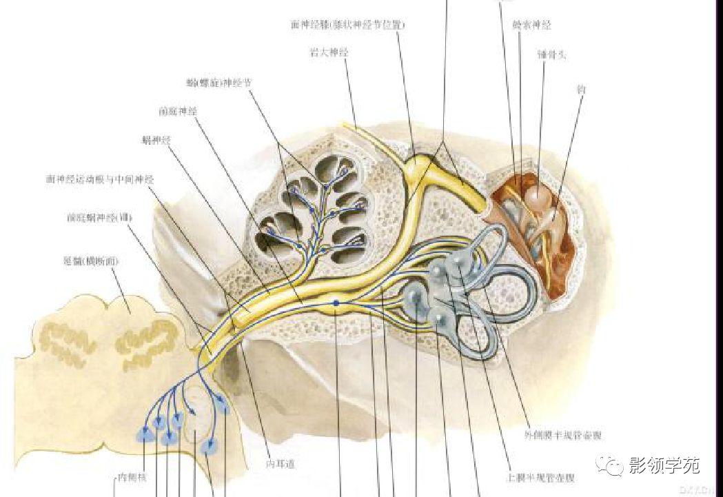 后颅窝肿瘤诊断与鉴别诊断