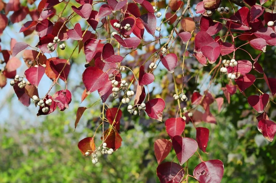 感受松江的秋天,来这里骑行吧!热门景点还有限时优惠