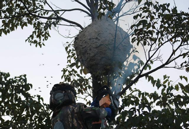 如何防蜂群围攻?_攻击