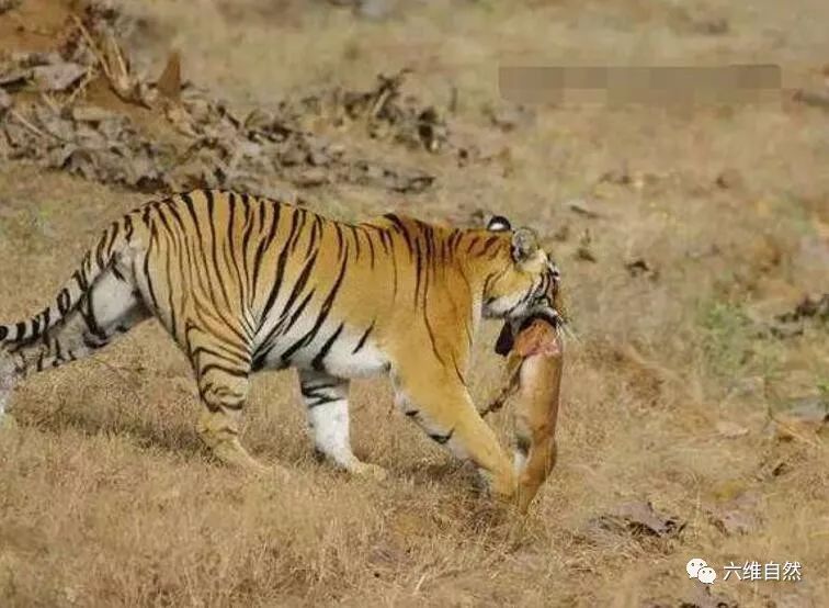 老虎和豺真实大战图片
