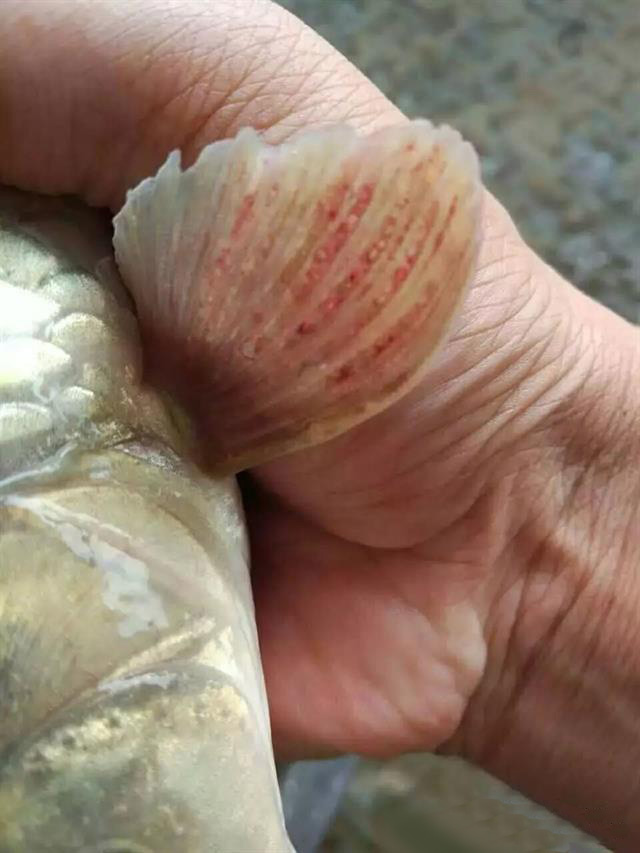 鱼苗气泡病的发病机制及防控