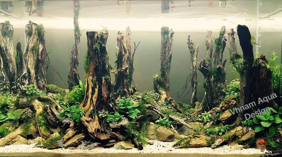 本色水景水草造景中最牛的森林景观是如何做出来的生态鱼缸造景加盟