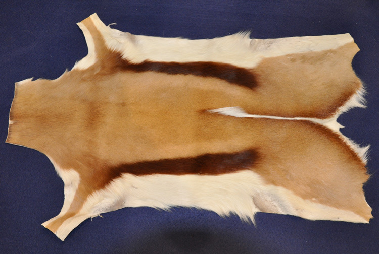 女祭司身上,考古学家在解剖这具木乃伊时发现,她身上覆盖着一块羚羊皮