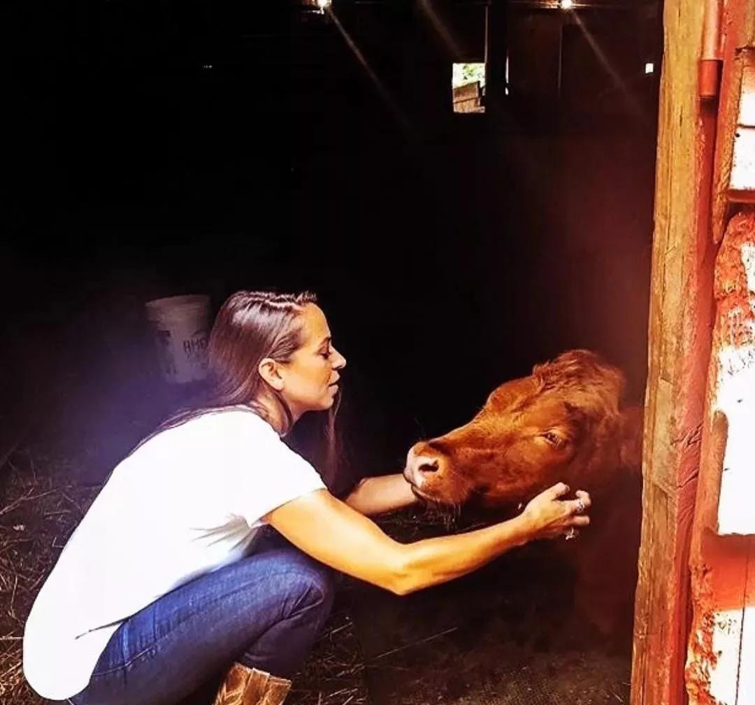 抱牛体验正成为国外农场的一个超级网红项目