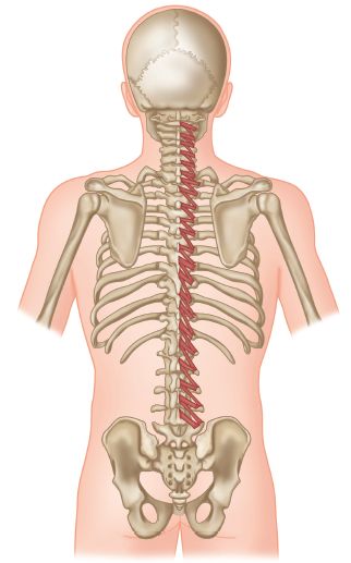 可能会对回旋肌造成损伤的动作1,向上抬升时,膝盖未弯曲或者背部挺直.