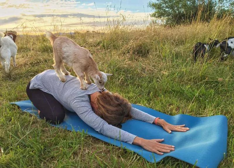 抱牛体验正成为国外农场的一个超级网红项目