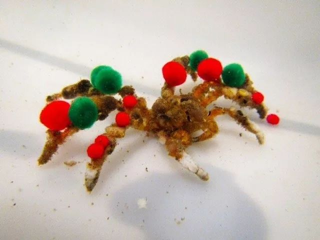 请出我们的第一组时尚达蟹——最会穿衣服的装饰蟹(decorator crab)