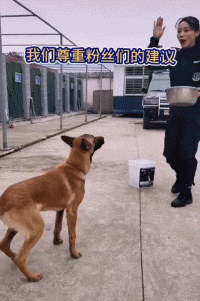 警察蜀黍捡了一条马犬回警队，它可能想自己混编制！
