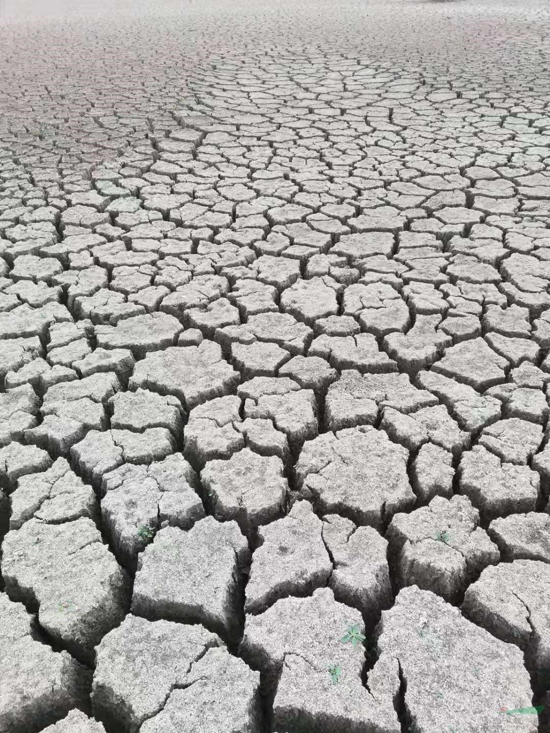 干旱干旱为什么安徽久旱无雨现在开始你要注意这些了