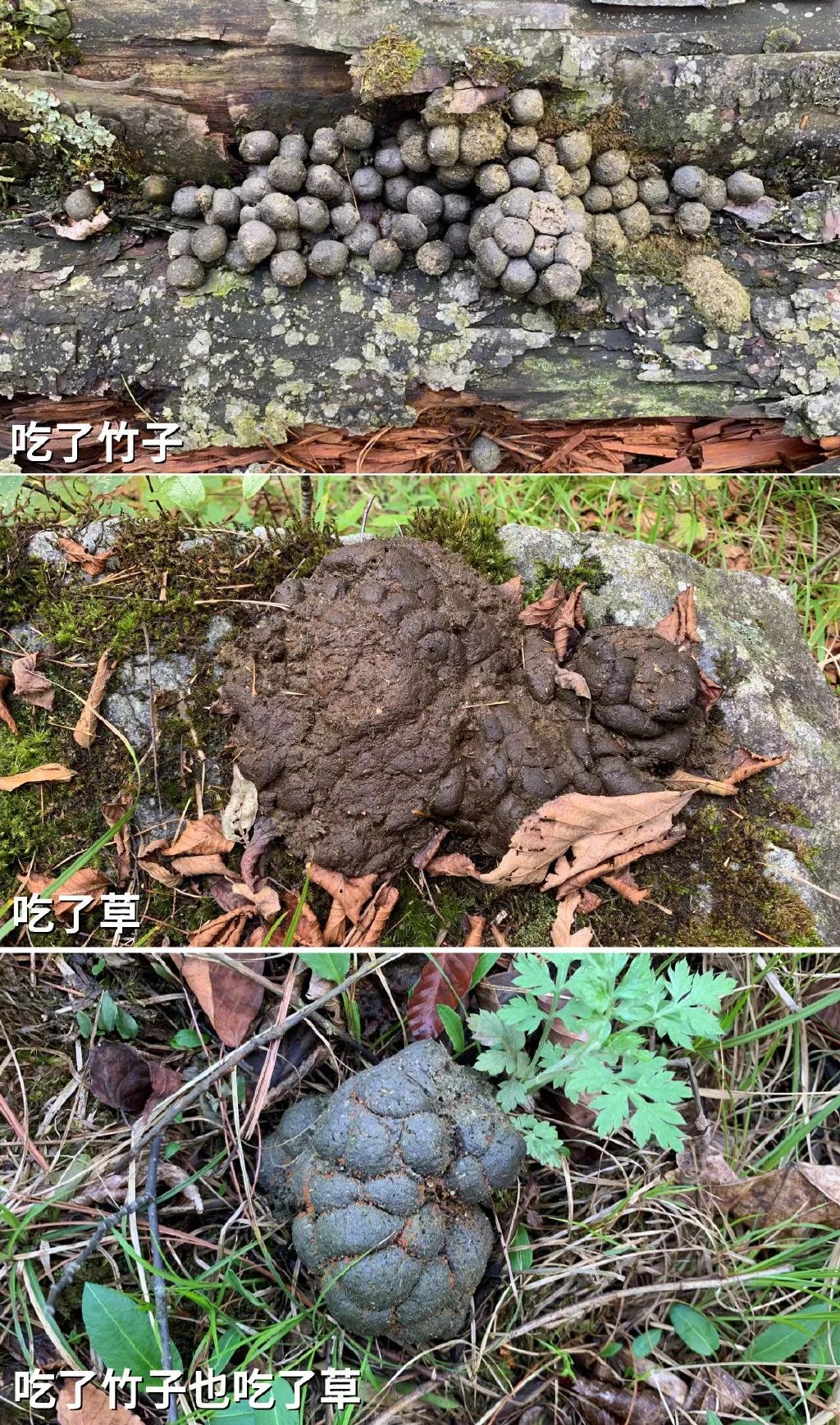 为啥让大家闻熊猫便便?真相让你大吃一斤