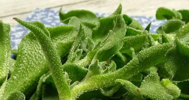 比如青菜,白菜,花菜等,但是还有许多比较罕见的蔬菜,相信许多人都不