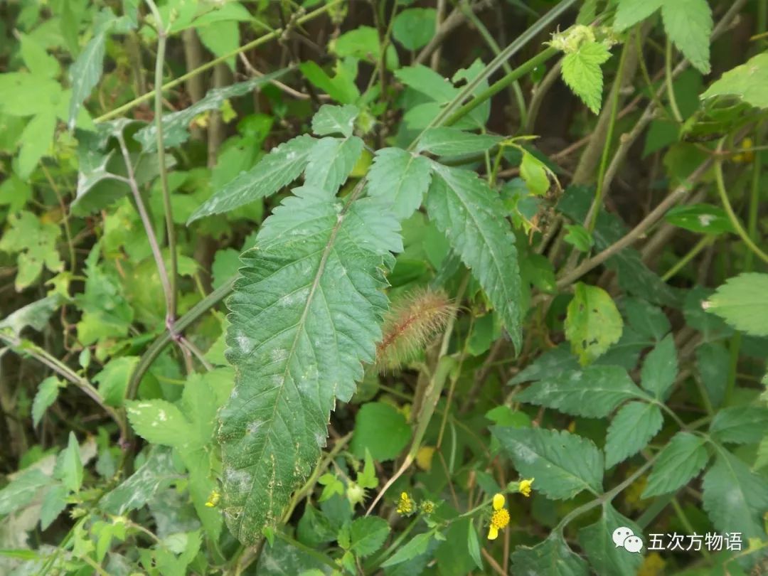 鬼针草婆婆针怎么才能分得清