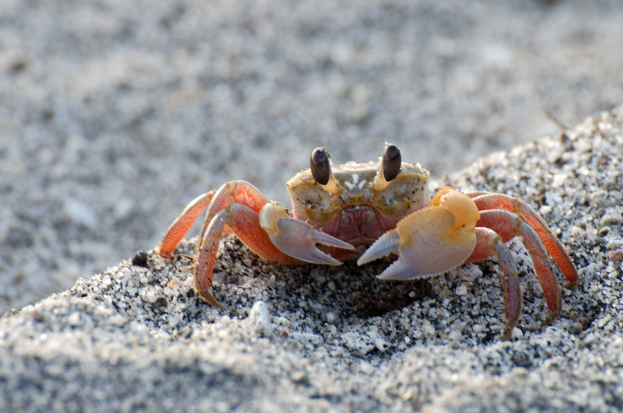 "铁甲战士"——蟹_螃蟹