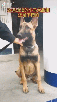 警察蜀黍捡了一条马犬回警队，它可能想自己混编制！