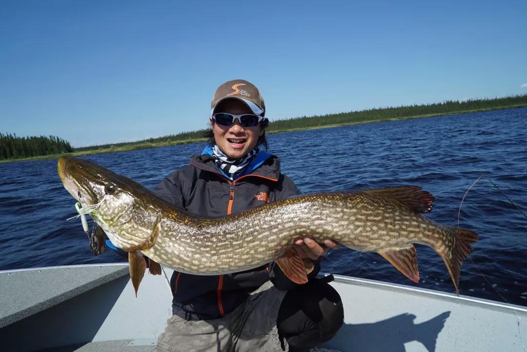 在加拿大作钓白斑狗鱼和大眼梭鲈,感受它们的疯狂咬口……(下)