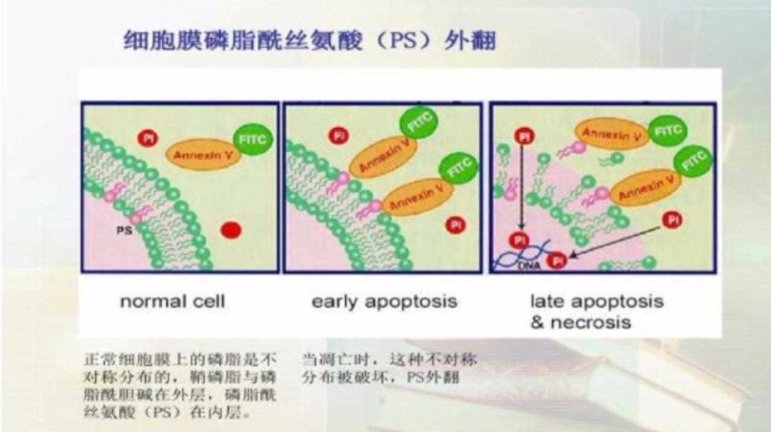 与磷脂酰丝氨酸(ps)有极高的结合力,阻碍了吞噬细胞对凋亡细胞的识别