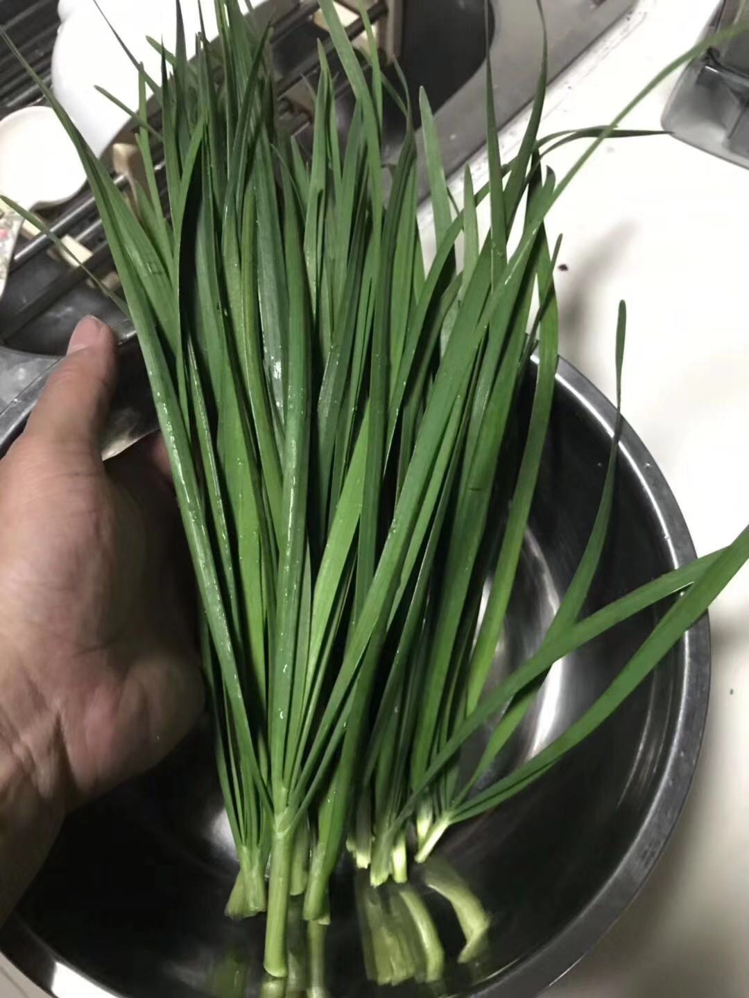 选择"蔬乐管"水培管道,你可以在家尝试水培韭菜的种植哟~给你惊喜不断