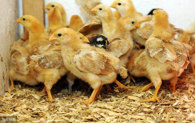 最近养了很多小鸡,发现越养病越多,小鸡如何养才能不易生病?