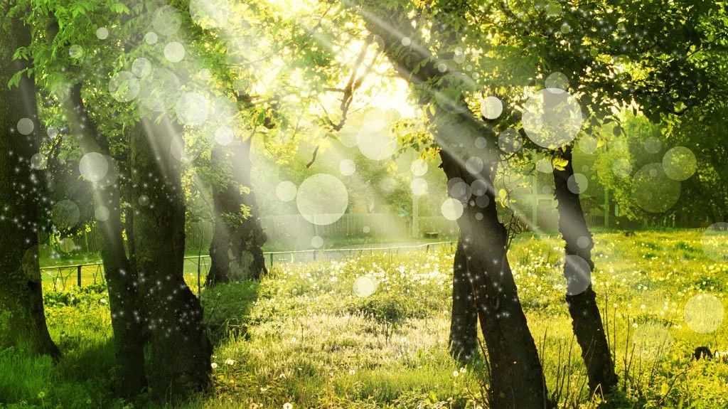 公园文化季一场放牧心灵的自然疗愈之旅90分钟足已