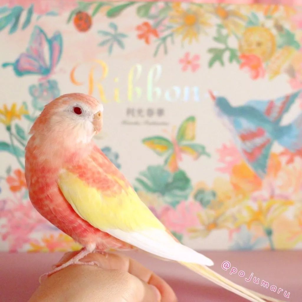 水蜜桃味的秋草鹦鹉,好甜!