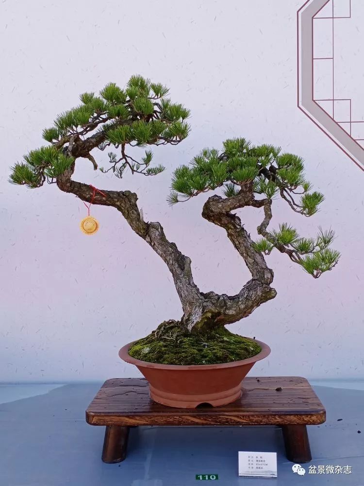 浙江省第九届盆景艺术展盛大开幕