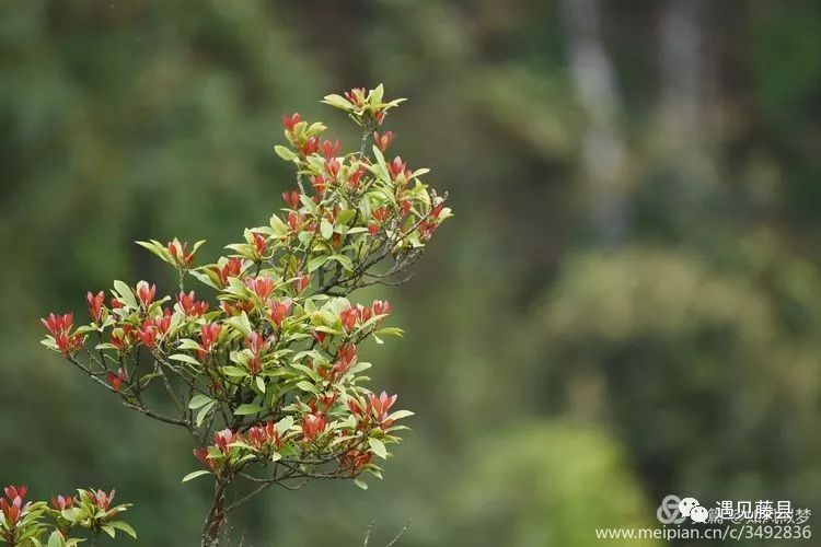▽准备矮化改造的老林八角树▽藤县古龙大红八角文化展馆八角飘香在