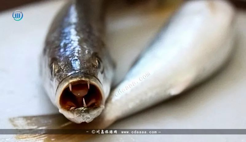 这三个尖牙,也是它区别黄花鱼,白花鱼等鱼类的主要特征.