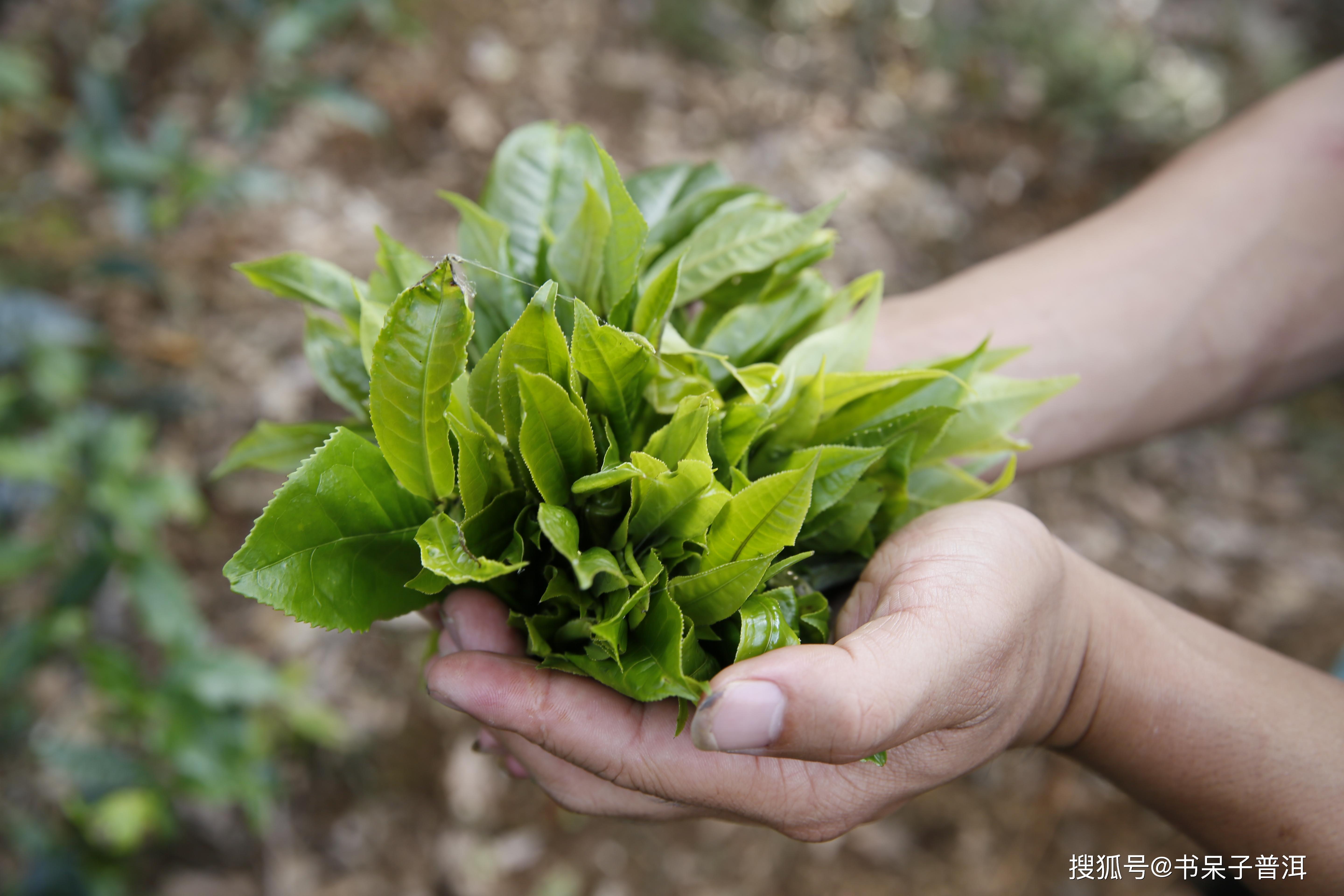 >>>不同茶树品种的鲜叶含水量茶树品种不同,鲜叶含水量也不同.