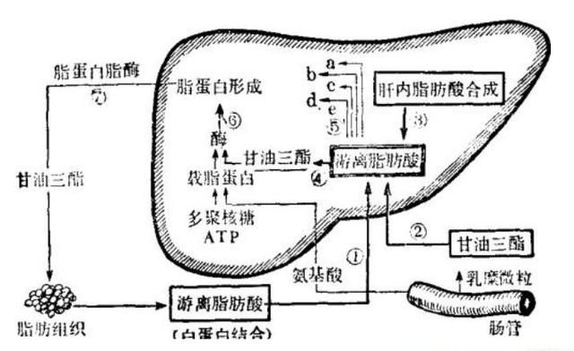另外,肝脏也是脂肪代谢的重要场所,食物中的脂肪要进入肝脏,肝脏细胞