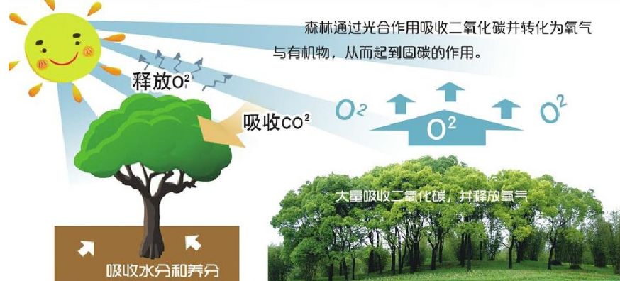 福建新增碳汇量658万吨这些地区林农将受惠