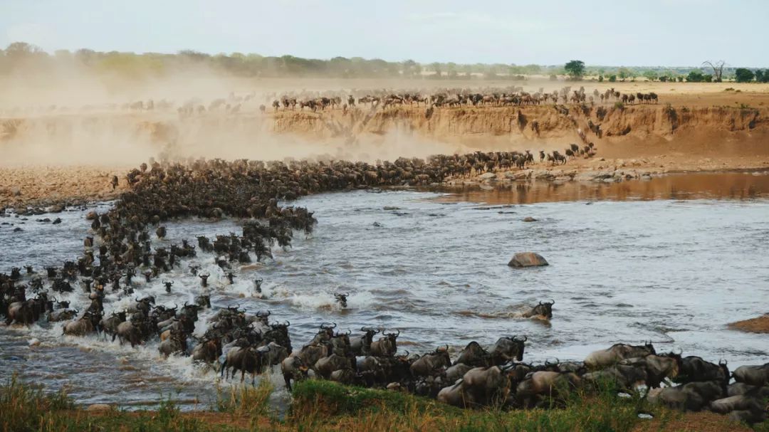 坦桑尼亚春节东非动物大迁徙的野性呼唤