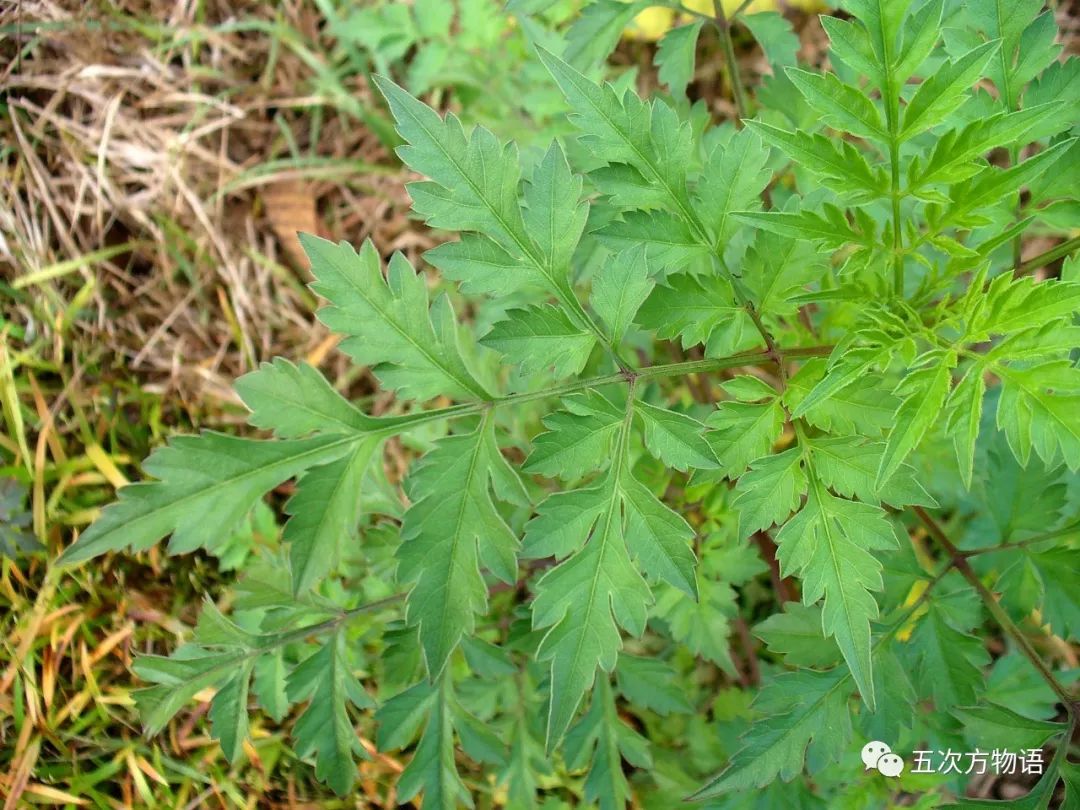 鬼针草婆婆针怎么才能分得清