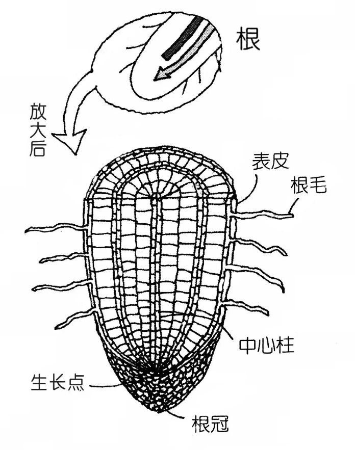 毛茛根结构图图片