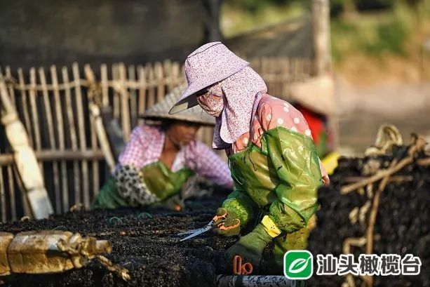南澳头茬紫菜澄海莱芜紫菜采摘上市时节已到今年价格如何呢