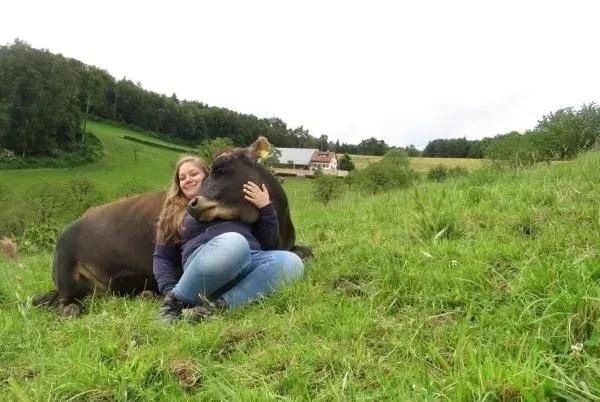 抱牛体验正成为国外农场的一个超级网红项目