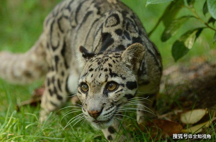 原创中国"小剑齿虎",地上吃野猪,上树吃猴,挺过640万年今濒危!