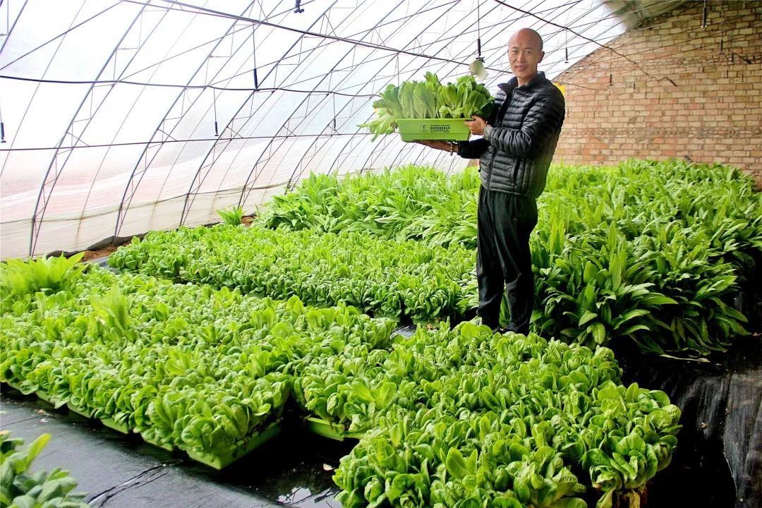 石灰音苏莫嘎查:蔬菜大棚里的绿色致富曲_种植