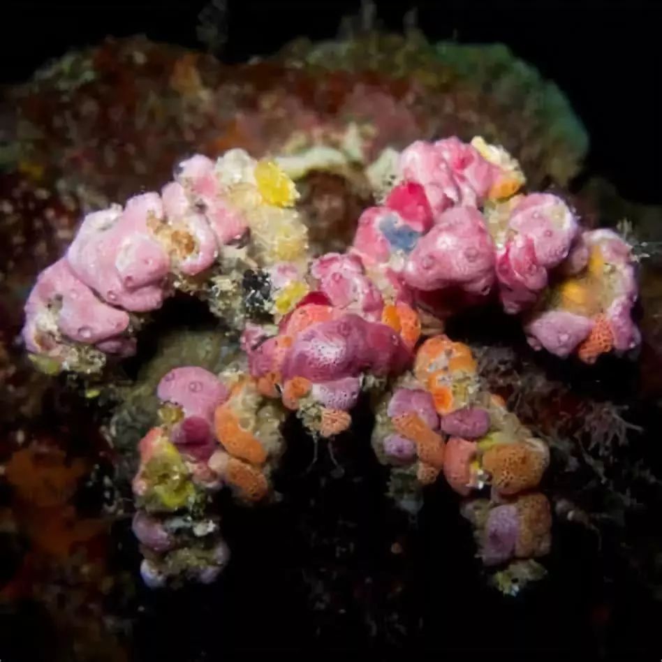 请出我们的第一组时尚达蟹——最会穿衣服的装饰蟹(decorator crab)