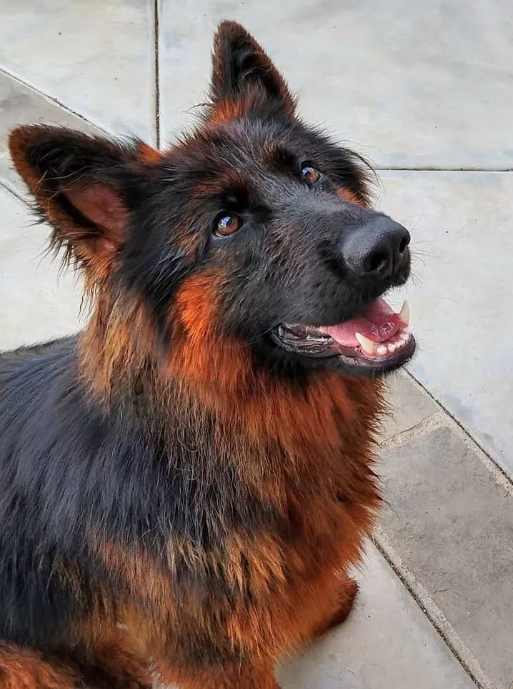 德牧都是黑脸大汉错了人家有10种颜色呢