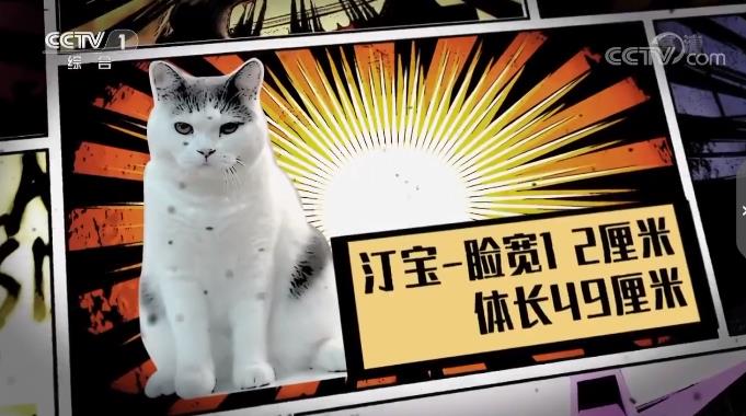 正大综艺动物来啦之黄明昊的tin宝上线爸爸我上电视啦