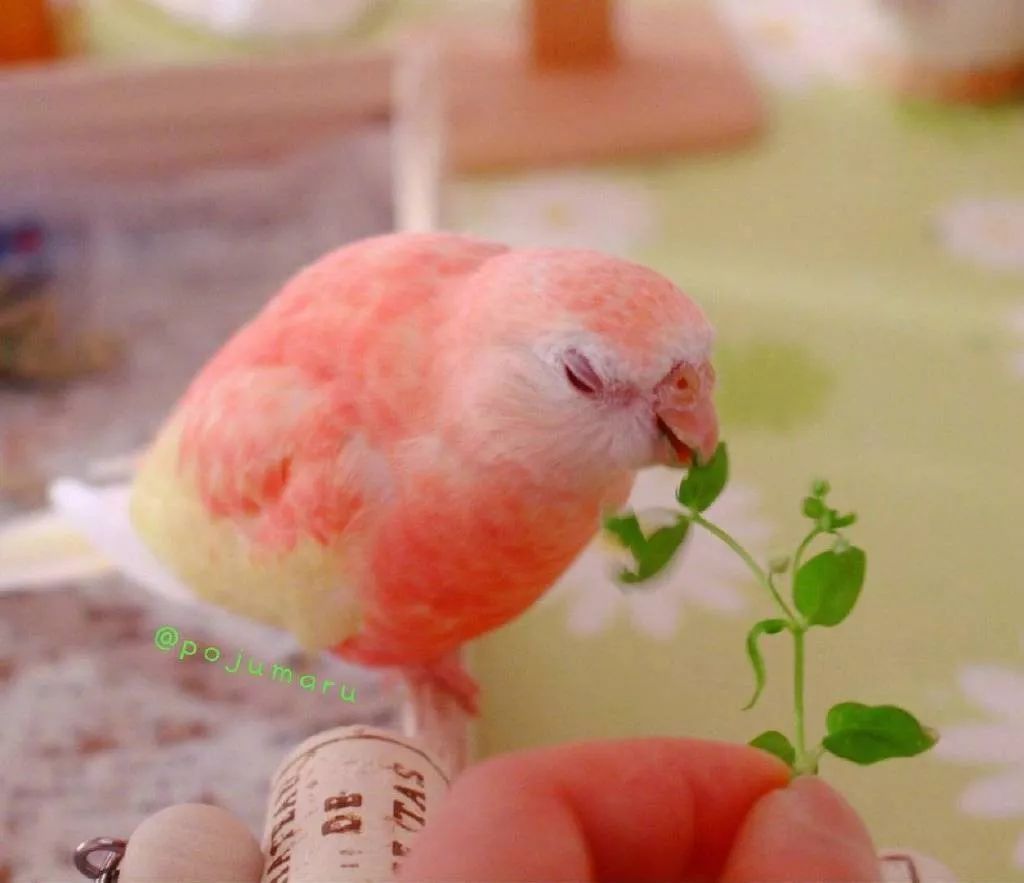 水蜜桃味的秋草鹦鹉,好甜!