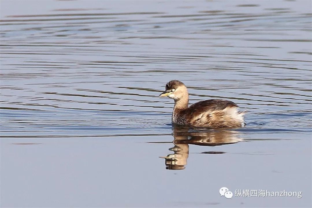 䴙䴘,一种常见的小型水禽一对绿头野鸭,比翼双飞惊飞的野鸭水边瞭望的