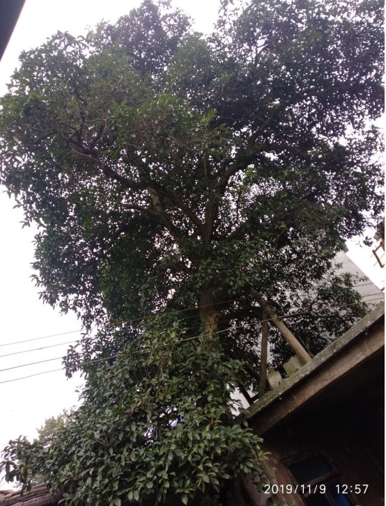 高大古樸的鮑屯百年桂花樹(鮑中青攝)我看著滿眼綠色枝繁葉茂的桂花樹