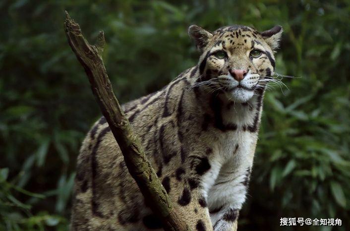 原创中国"小剑齿虎",地上吃野猪,上树吃猴,挺过640万年今濒危!