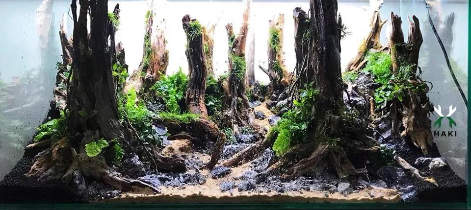 本色水景水草造景中最牛的森林景观是如何做出来的生态鱼缸造景加盟