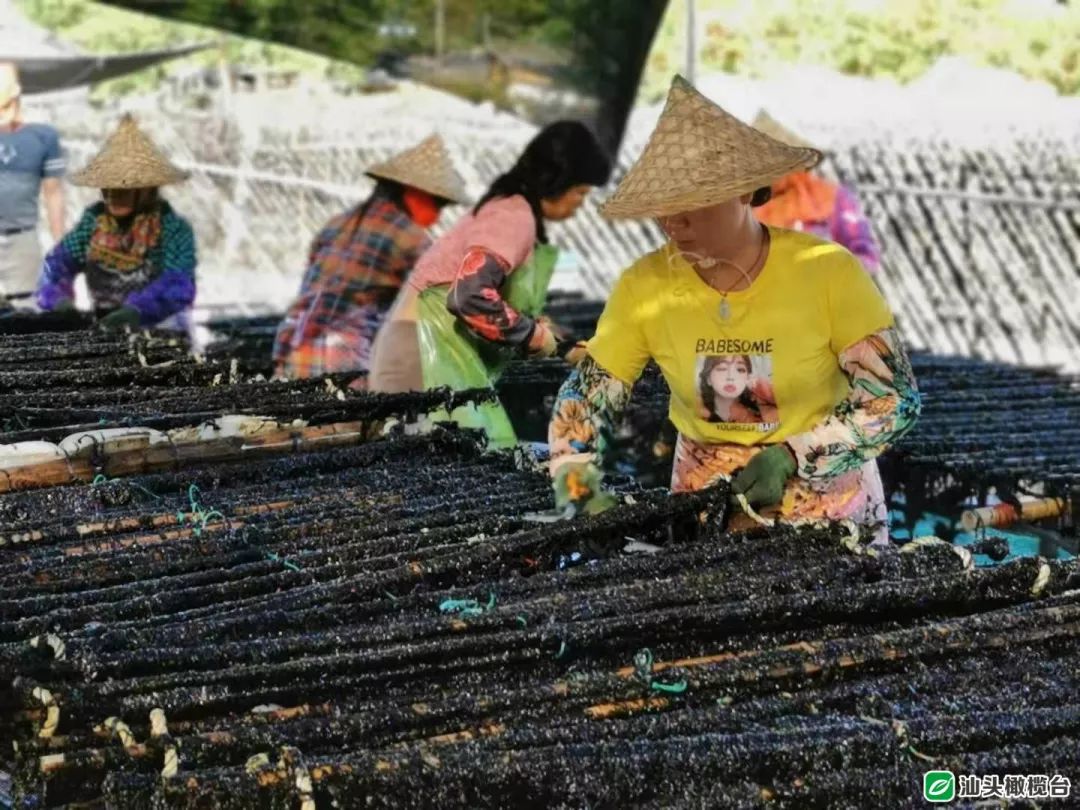 南澳头茬紫菜澄海莱芜紫菜采摘上市时节已到今年价格如何呢